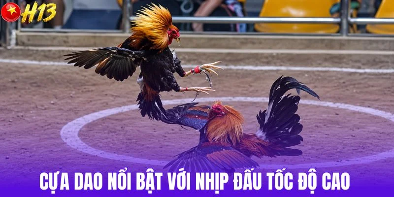 Cựa dao nổi bật với nhịp đấu tốc độ cao 